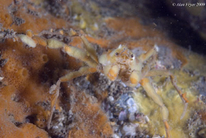 Leach's Spider Crab, Menai Straits North Wales
Nikon D80... by Alan Fryer 